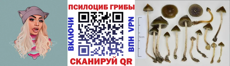 Купить где  Артёмовский  Галлюциногенные грибы Psilocybe 